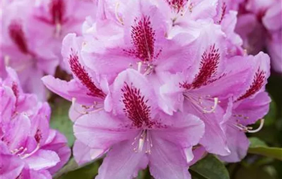 Rhododendron 'Furnivall's Daughter'