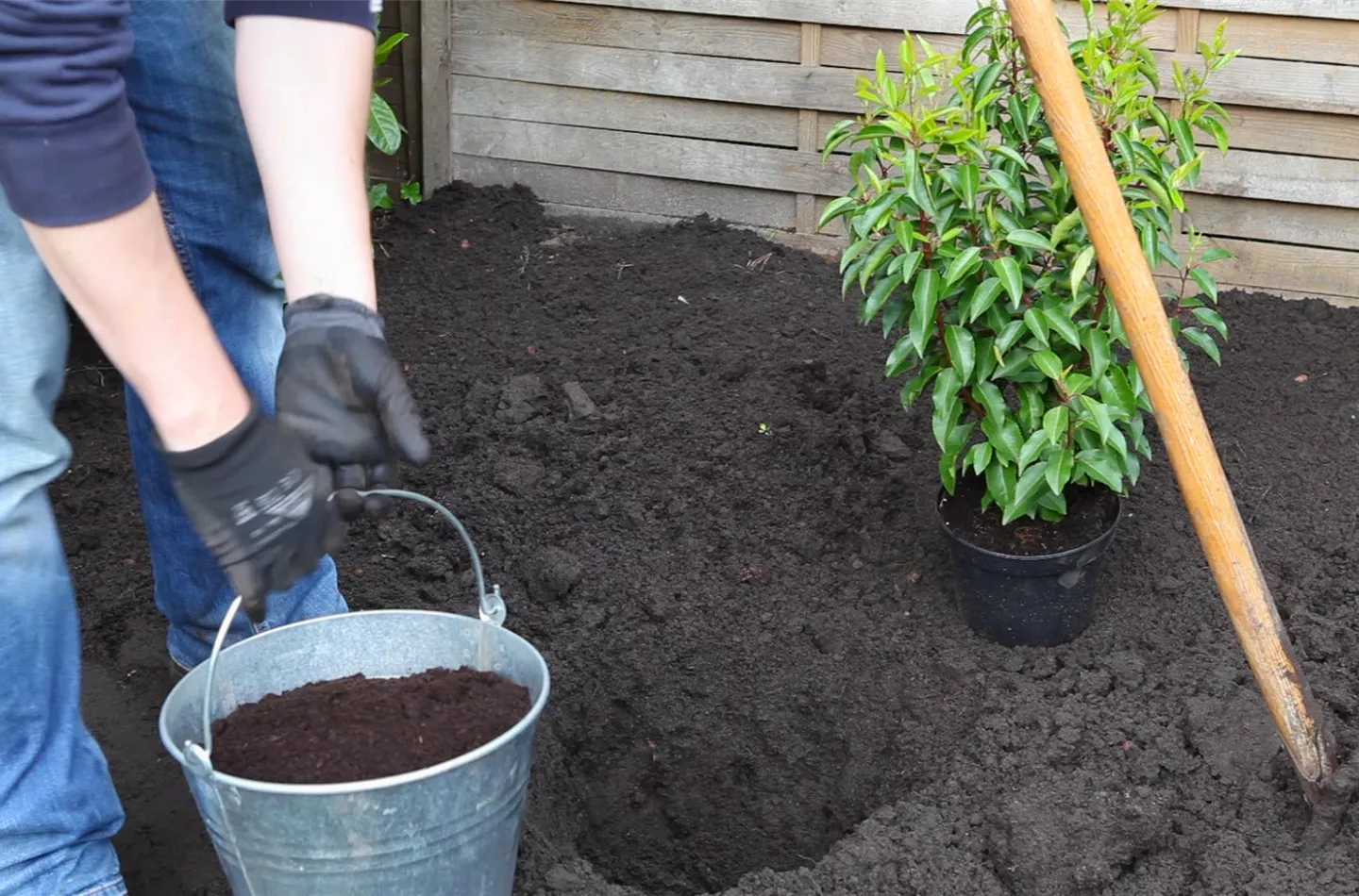 Portugiesische Kirschlorbeer - Einpflanzen im Garten