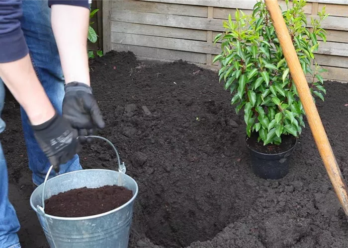 Portugiesische Kirschlorbeer - Einpflanzen im Garten