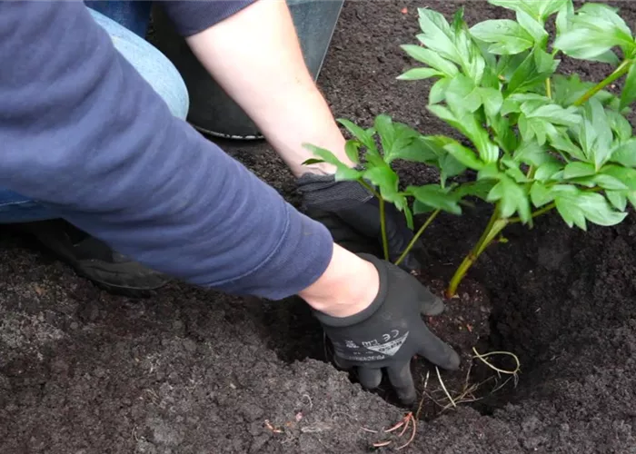 Pfingstrose - Einpflanzen im Garten