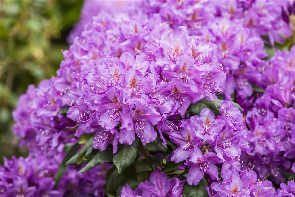Rhododendron 'Lee's Dark Purple', Rhododendron