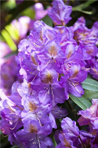 rhododendron höhe 2m Rhododendron 'Nova Zembla' 40-50cm im großen Topf main image 1