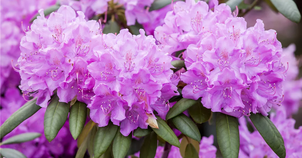 Rhododendron 'Roseum Elegans', Rhododendron