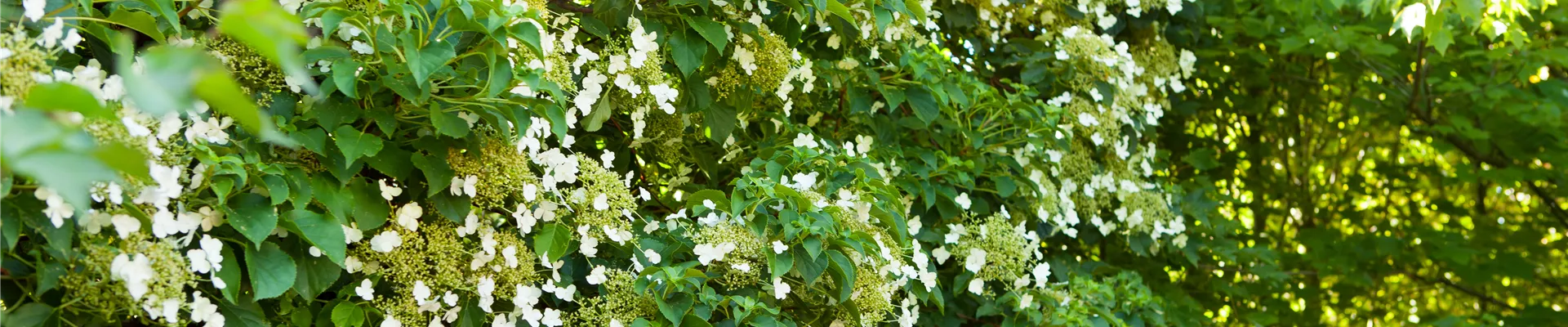 Bodendecker online kaufen | Bauer Baumschulen AG Bodendecker online kaufen | Bauer Baumschulen AG