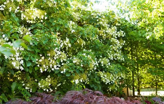 Hydrangea anomala ssp. petiolaris