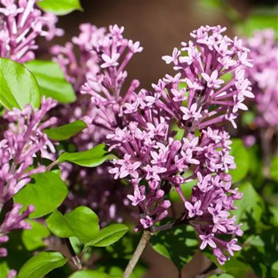 Zwergflieder Syringa meyeri 'Palibin' kaufen - kompakt für Kübel Zwergflieder Syringa meyeri 'Palibin' kaufen - kompakt für Kübel