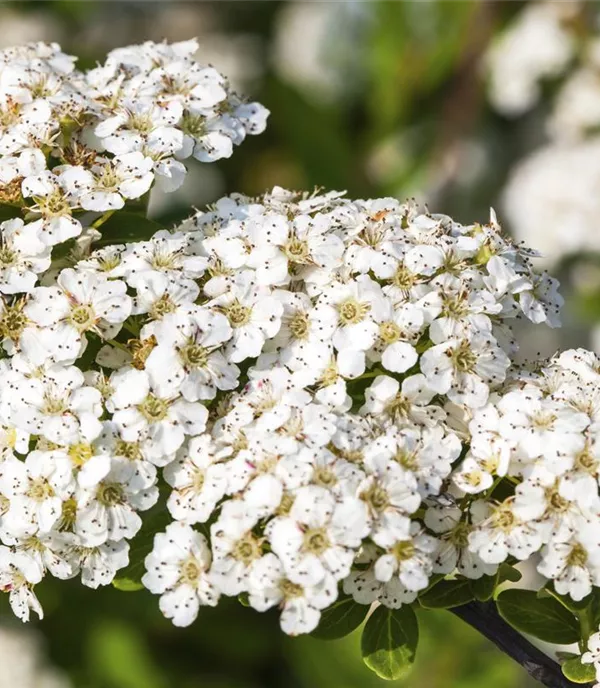Spiraea nipponica 'Snowmound'