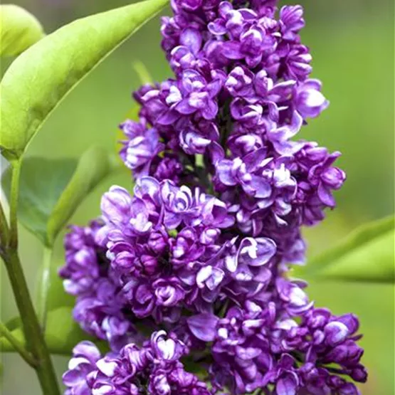 Edelflieder Syringa vulgaris 'Charles Joly' kaufen - purpurrote Blüten Edelflieder Syringa vulgaris 'Charles Joly' kaufen - purpurrote Blüten