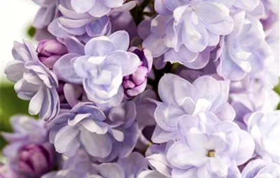 Syringa vulgaris 'Michel Buchner'