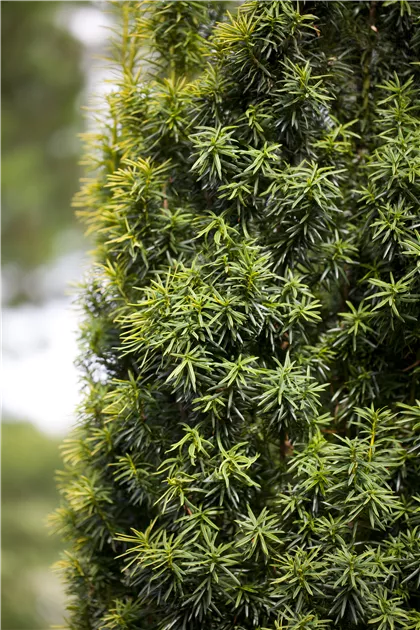 herba hederae Efeu | Hedera helix 'Hibernica'