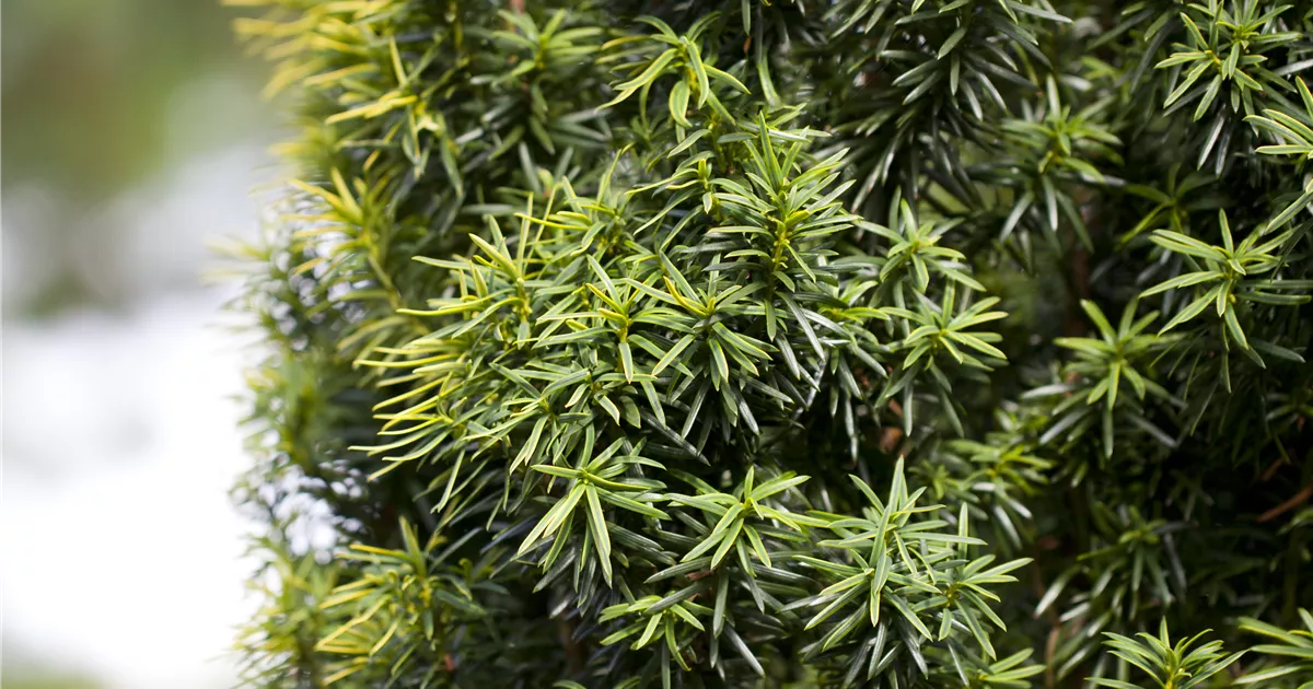 Taxus cuspidata f. nana, Japanische Eibe