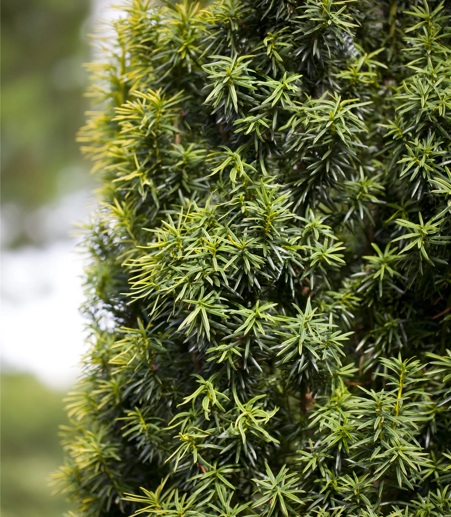 Taxus cuspidata f. nana