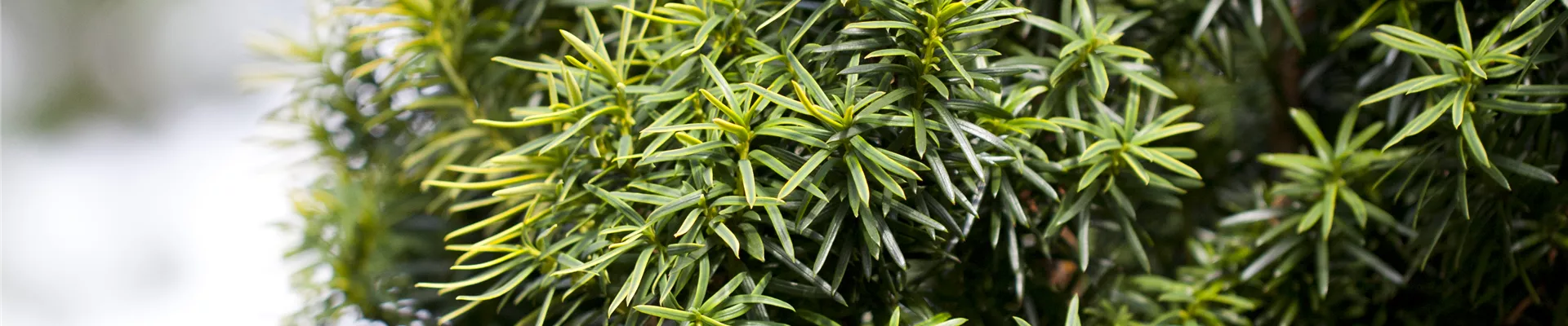 Taxus baccata
