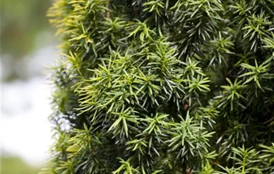 Taxus cuspidata f. nana
