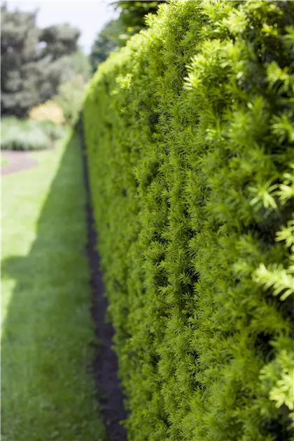 Taxus baccata Heckenelemente 50*50, Heimische Eibe Heckenelement 50x50