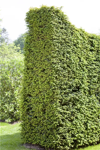 Taxus baccata Heckenelemente 50*50, Heimische Eibe Heckenelement 50x50
