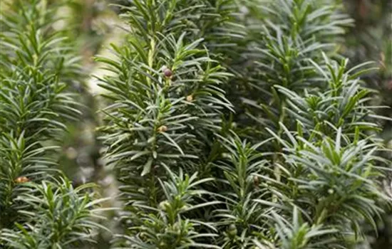 Taxus baccata 'Fastigiata'