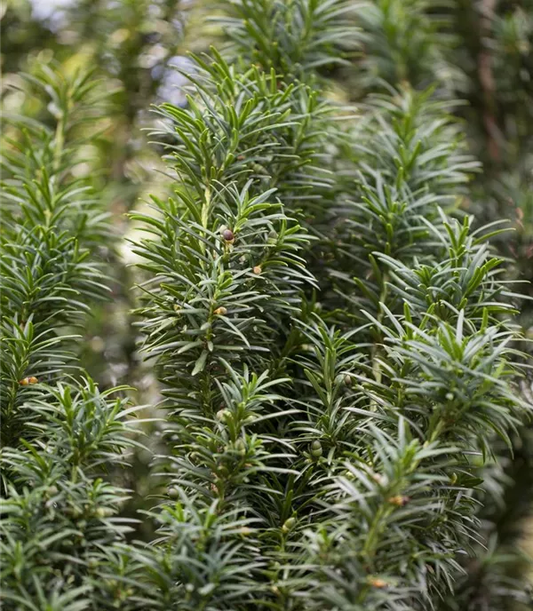 Taxus baccata 'Fastigiata'
