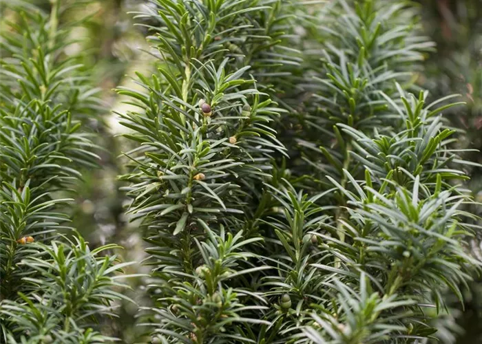 Taxus baccata 'Fastigiata' Taxus baccata 'Fastigiata'