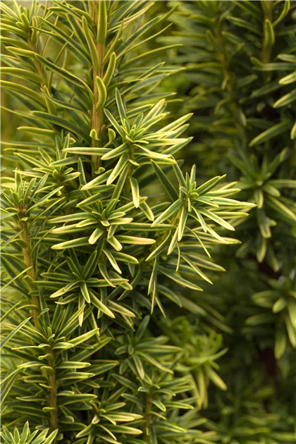 thuja occidentalis homöopathie wirkung Pflüger Thuja D6 Globuli Thuja occidentalis D6 Streukügelchen 10 g main image 1