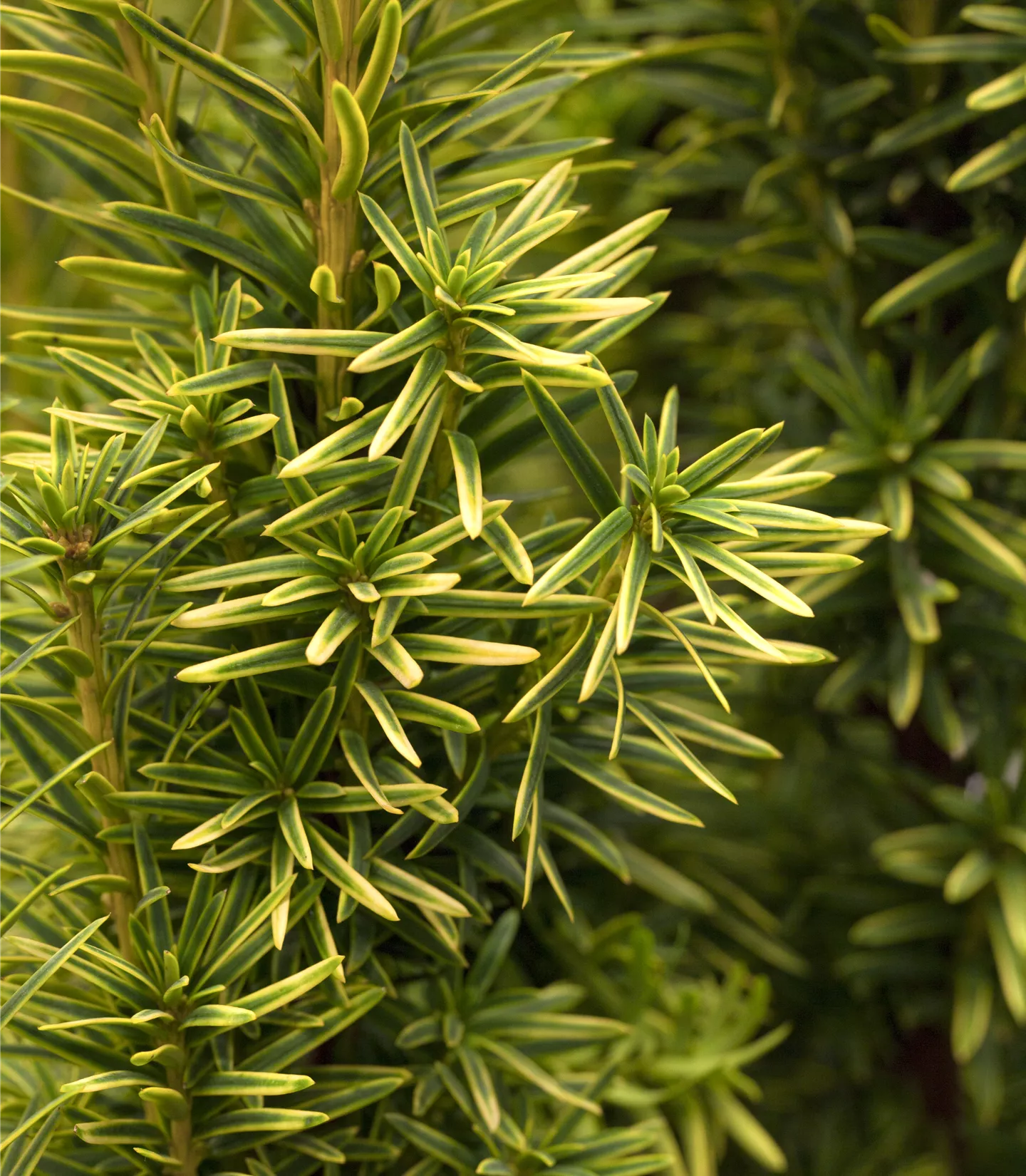 Taxus baccata 'Fastigiata Aurea'