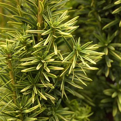 Container 60 - 70 - Säuleneibe - Taxus baccata 'Fastigiata Aurea'
