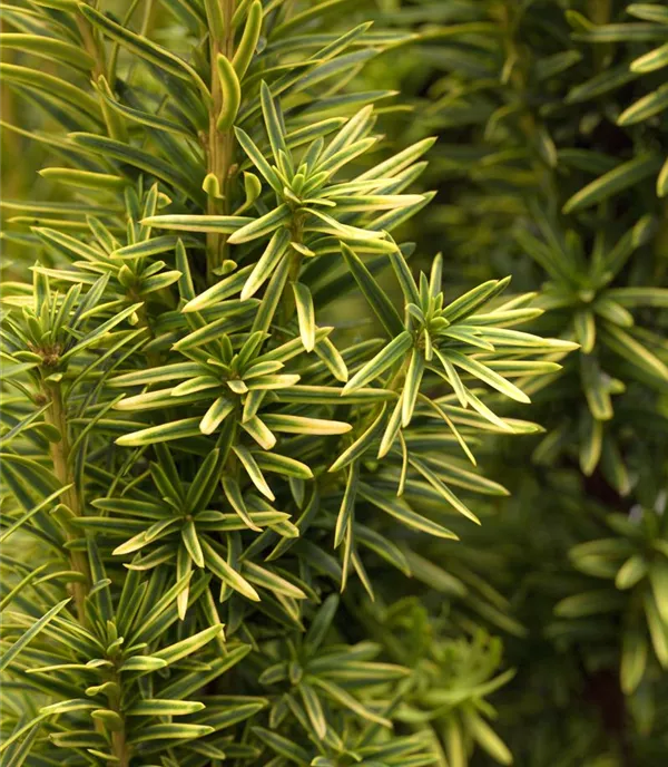 Taxus baccata 'Fastigiata Aurea'