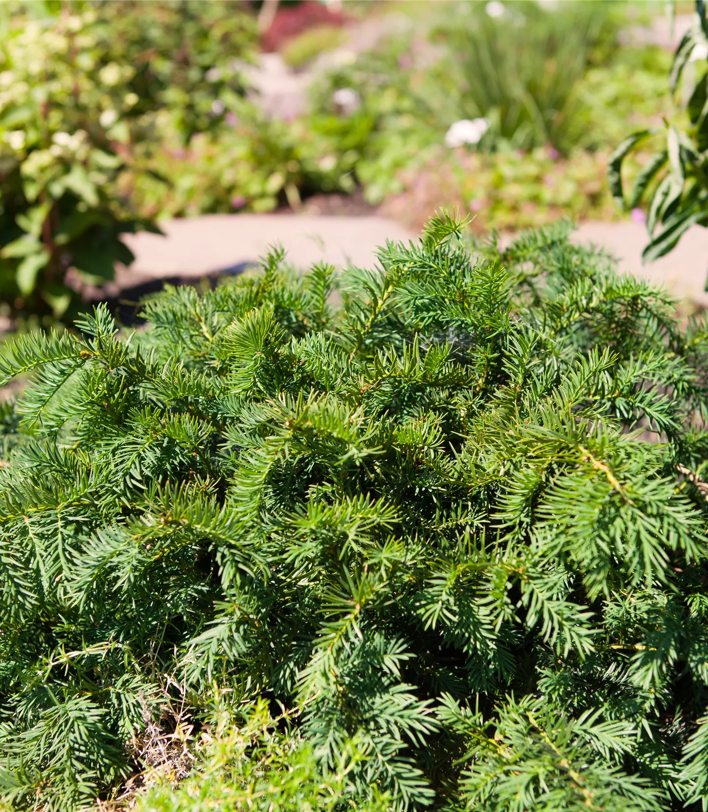 Taxus baccata 'Repandens'