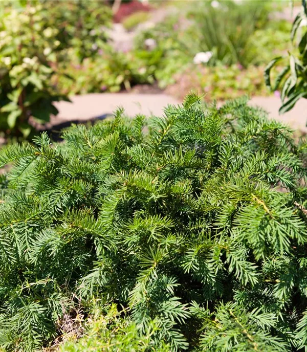 Taxus baccata 'Repandens'