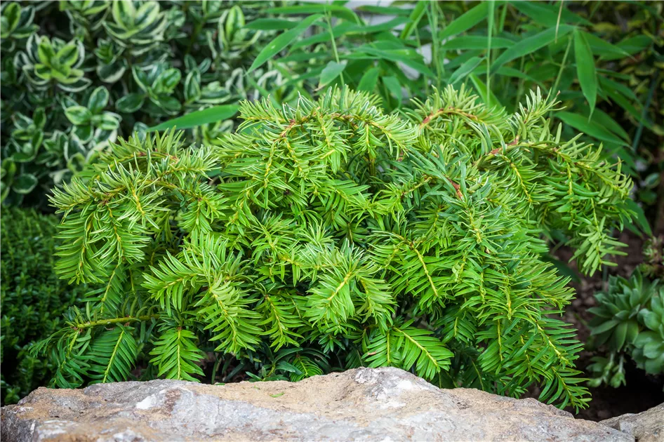 bilder thuja Thuja Occidentalis Smaragd – CJ's Plant Farm