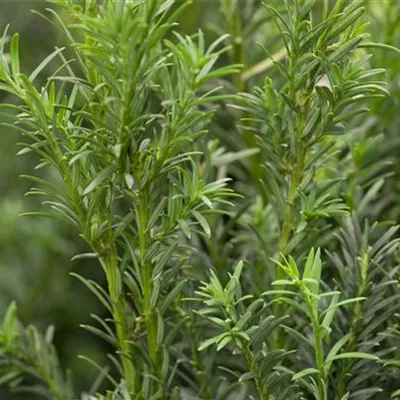 im Container Höhe 70-80cm - Eibe 'Schwarzgrün' - Taxus baccata 'Schwarzgrün'