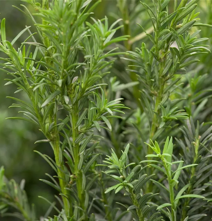 Eibe 'Schwarzgrün' - Taxus baccata 'Schwarzgrün'