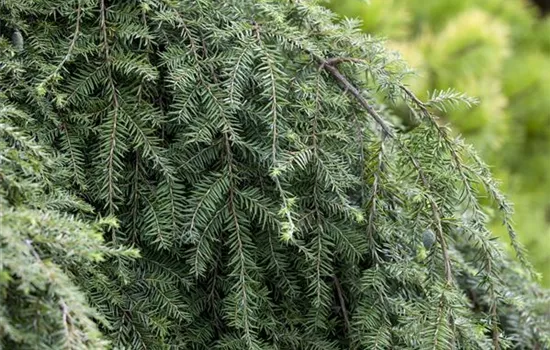 Nadelbäume schneiden: Anleitung & Tipps Nadelbäume schneiden: Anleitung & Tipps