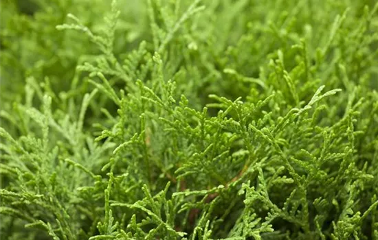 Thuja occidentalis 'Tiny Tim'
