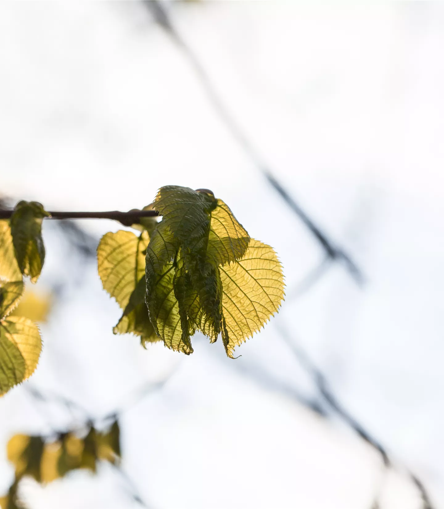 Tilia platyphyllos