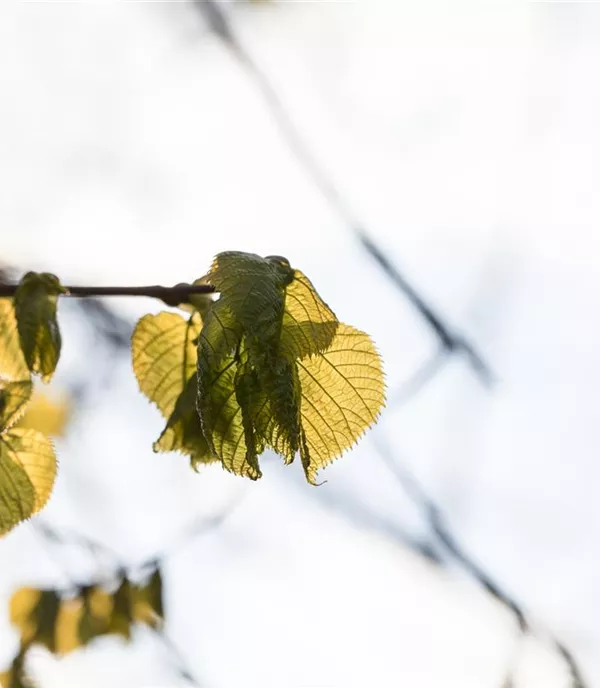 Tilia platyphyllos