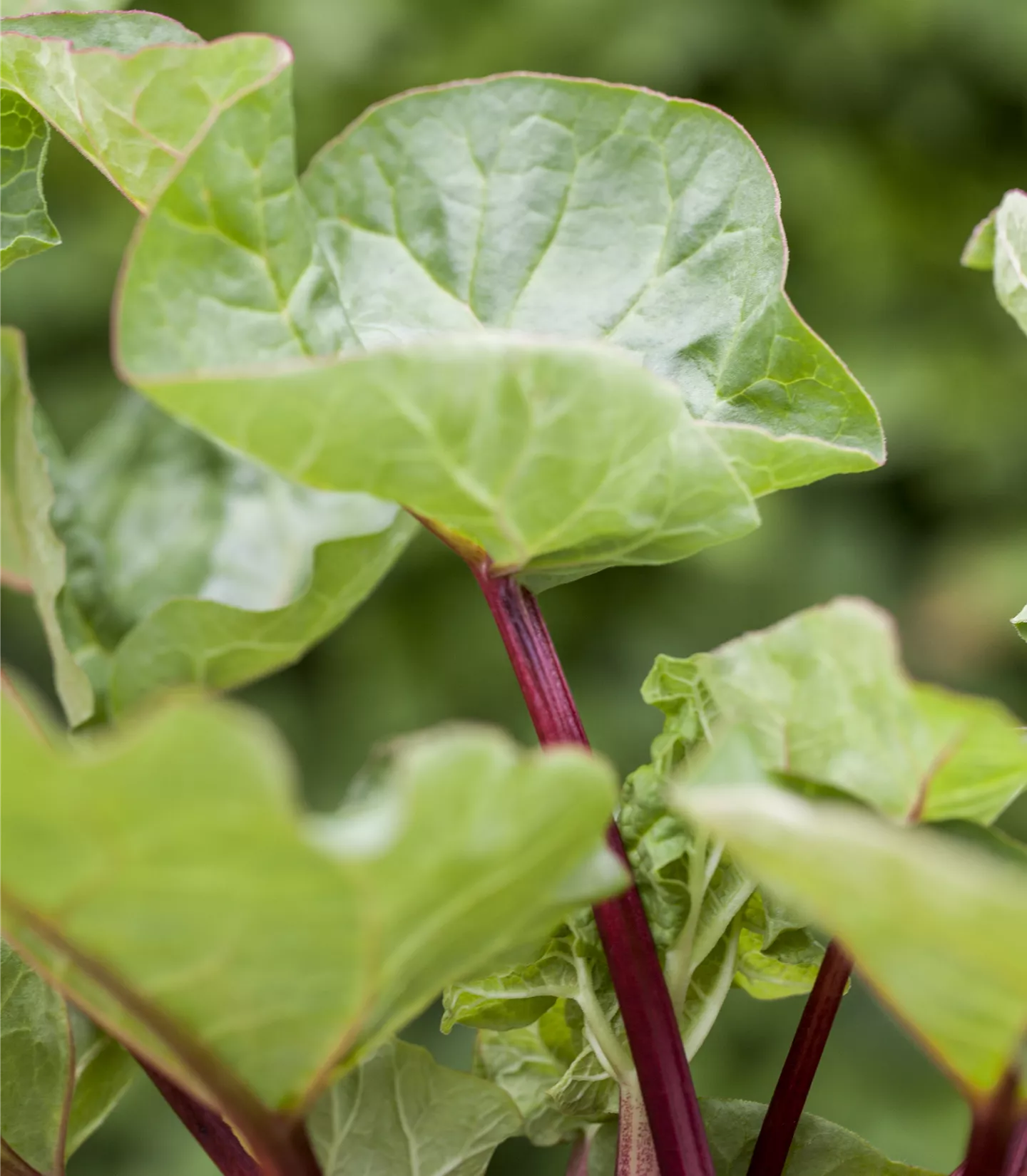 Rheum (Rhabarber) 'Holsteiner Blut'
