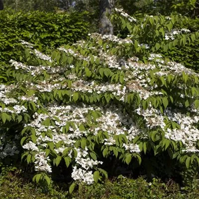 Container 60 - 70 - Japanischer Schneeball - Viburnum plicatum