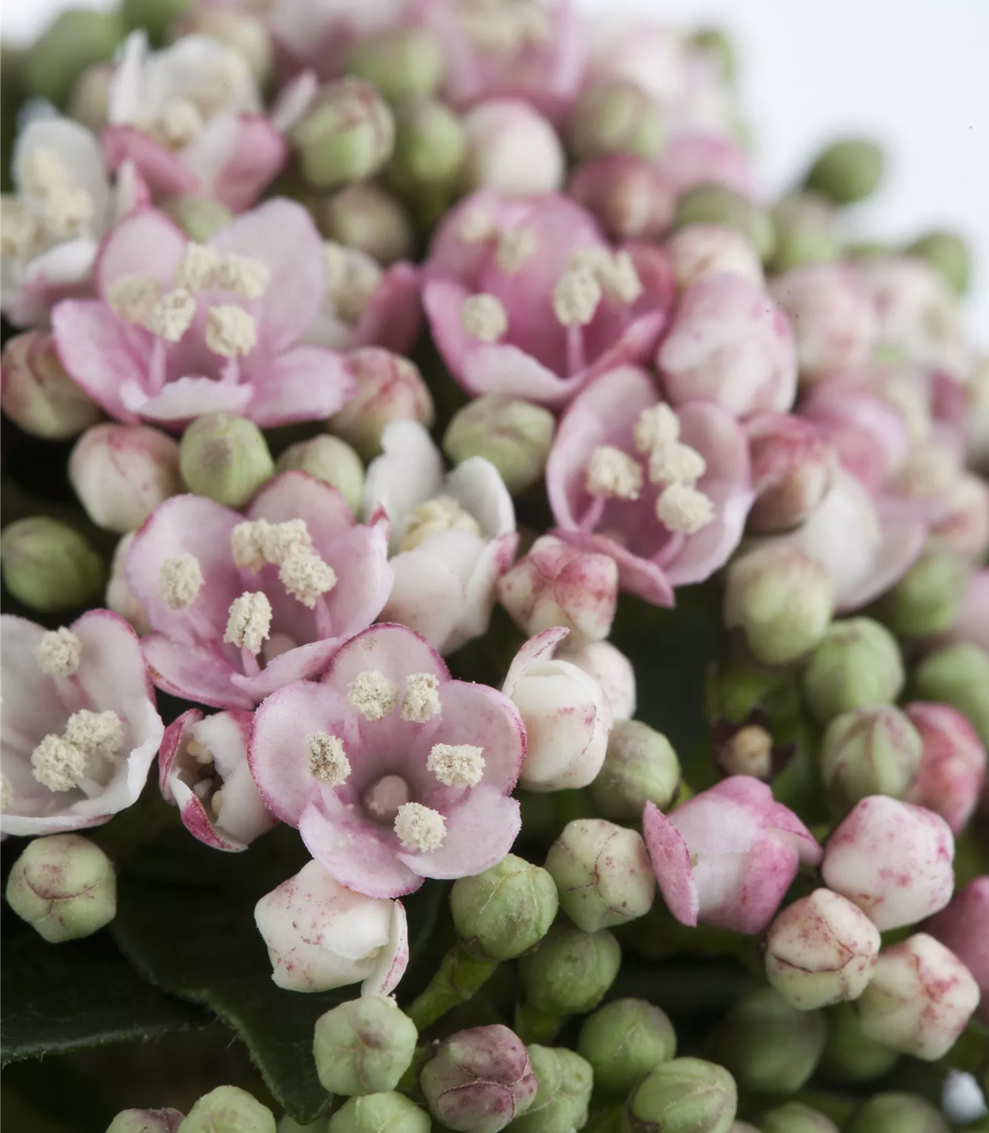 Viburnum tinus 'Eve Price' Viburnum tinus 'Eve Price'