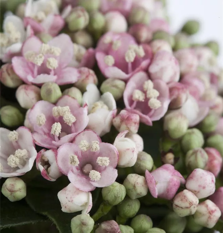 Immergrüner Schneeball - Viburnum tinus 'Eve Price'