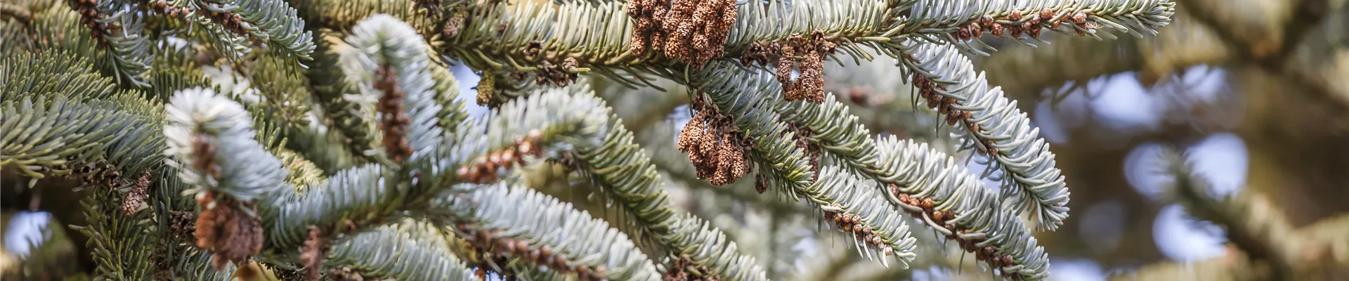 Koniferen Koniferen