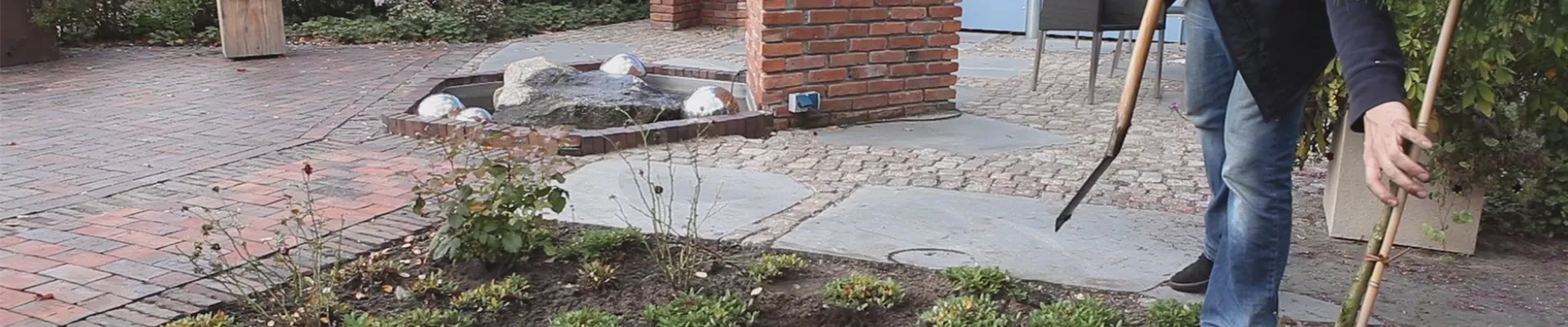 Fadenzypresse - Einpflanzen im Garten (thumbnail)