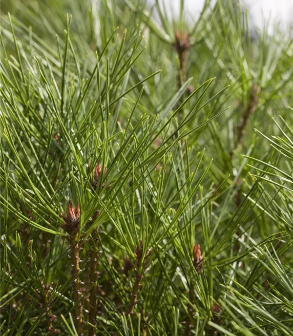 Pinus densiflora 'Alice Verkade'