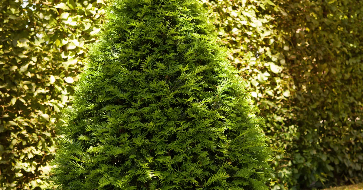 thuja smaragd pro meter Lebensbaum Thuja occidentalis Smaragd 80-100 cm Höhe Ballenware main image 0