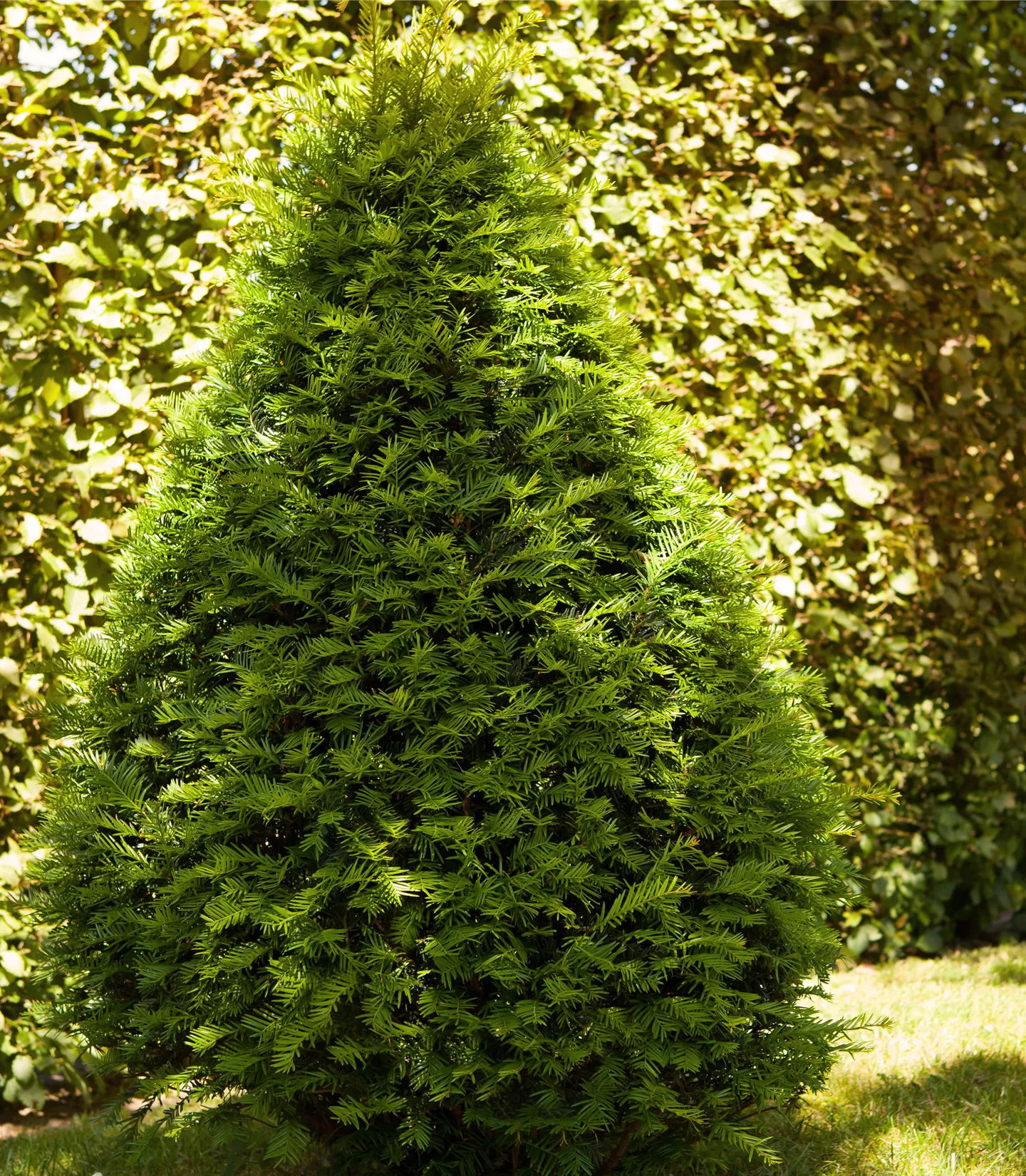 Taxus baccata Pyramide