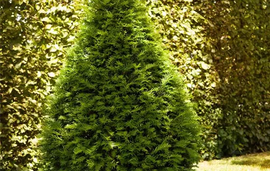 Taxus cuspidata f. nana, Japanische Eibe