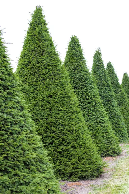Taxus baccata Kegel, Eibe