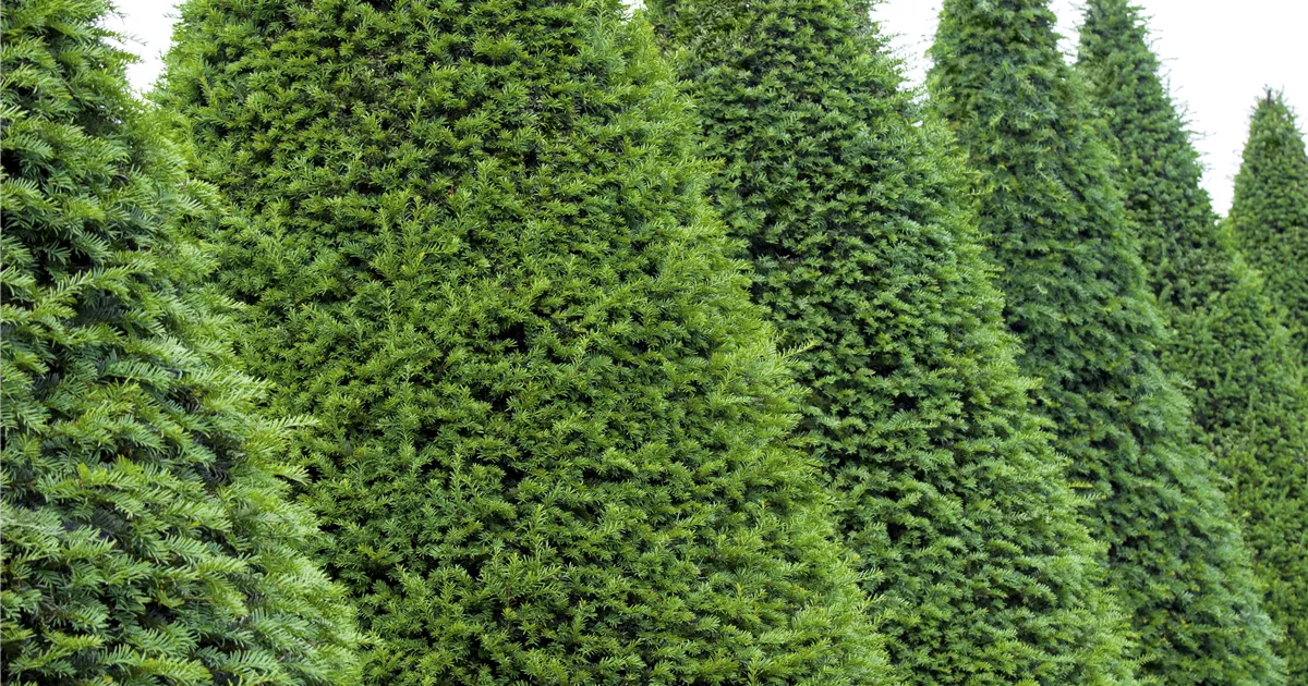 hedera ivy Hedera helix 'Thorndale' (English Ivy) main image 0