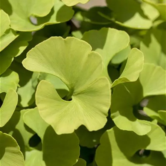 Zwerg-Ginkgo 'Mariken' kaufen - kompakt für Kübel und kleine Gärten Zwerg-Ginkgo 'Mariken' kaufen - kompakt für Kübel und kleine Gärten