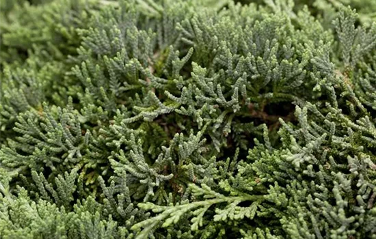 Juniperus horizontalis 'Icee Blue'